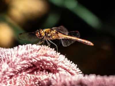 Close up of a green plant in a minimalist yoga studio